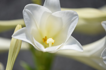 Obraz premium Spring Blossom