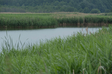 Lake pond with reeds and willows with a mirror image in a forest park after a rain