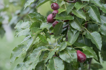  Fruits of a young purple pear in the garden