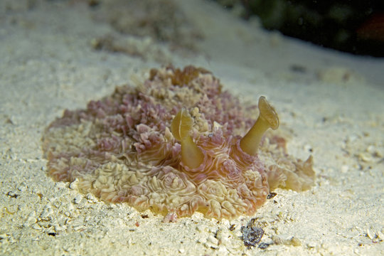 Dendrodoris Tuberculosa Nudibranch in Aldabra, remote UNESCO World Heritage Site in Indian Ocean