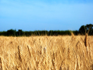 Champ de céréales Récolte blé