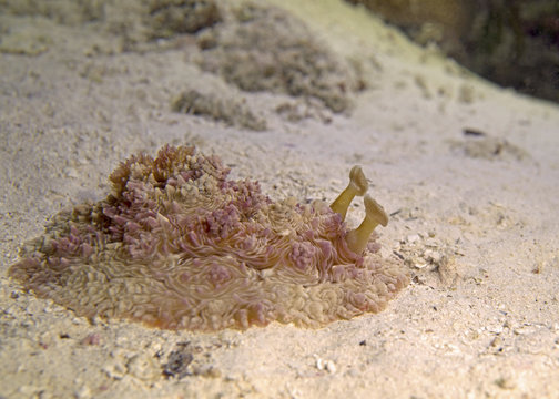 Dendrodoris Tuberculosa Nudibranch in Aldabra, remote UNESCO World Heritage Site in Indian Ocean