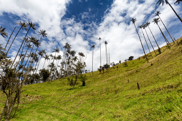 Fototapeta na wymiar Blue sky and wax palms in pasture land in Tolima, Colombia.
