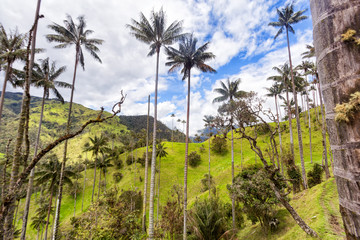 Fototapeta na wymiar Wax palms in a green valley near Salento, Colombia.