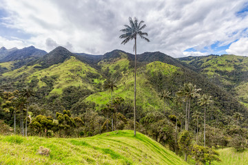 A lone wax palm on the top of a hill near Salento, Colombia.