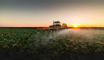 Tractor spraying vegetable field at spring