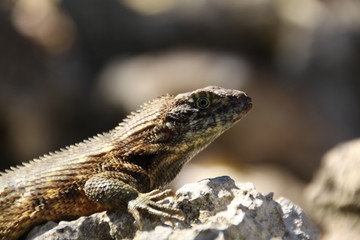 Lézard Iguane à Cuba