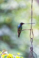 Portrait view of a long billed hummingbird posing on a wire in Tolima, Colombia.
