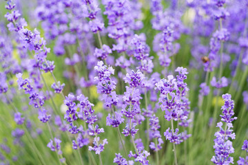 Lavender flowers field, close-up with soft focus for natural background. Aromatic lavender flowers...
