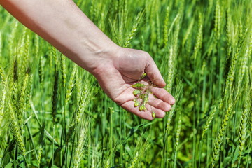 Fototapeta premium Man's hand on the cereal field