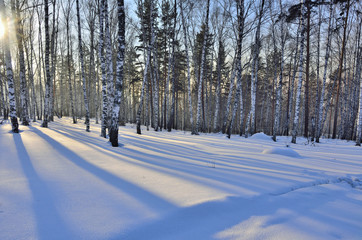 Winter Sunset in the birchwood.