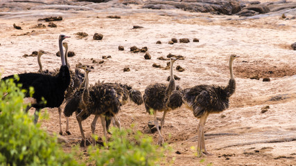 Strauß Familie Kenia 