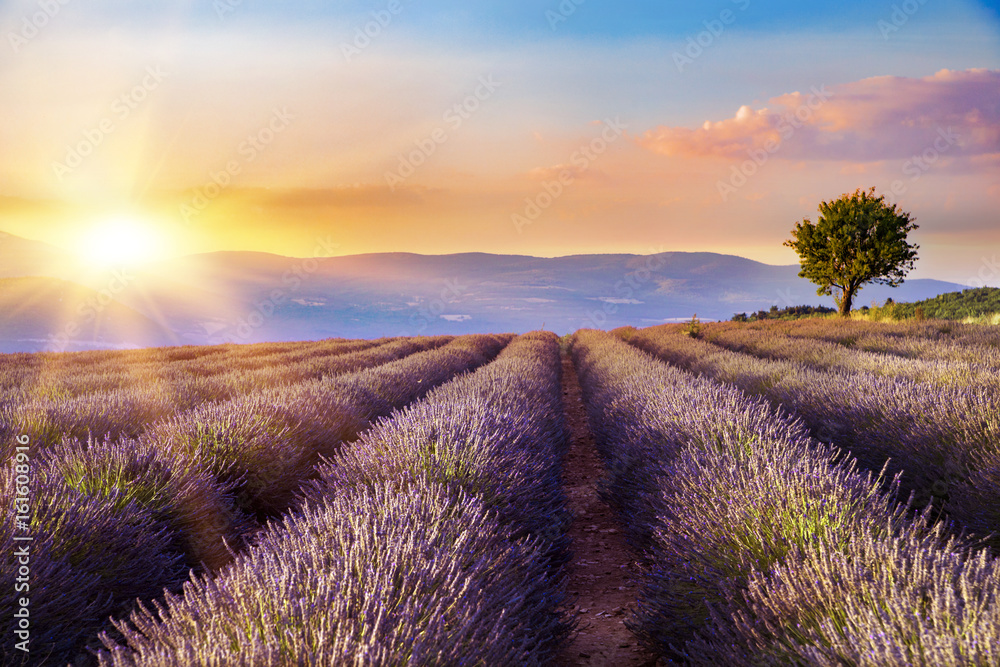 Wall mural sunset over a violet lavender field in provence, france.