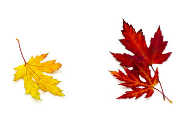 maple autumn leaves isolated on white