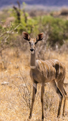 Kudu Tsavo Ost Kenia