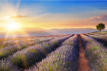 Obrazy na Szkle  Piękny obraz pola lawendy nad letni krajobraz zachód słońca.
