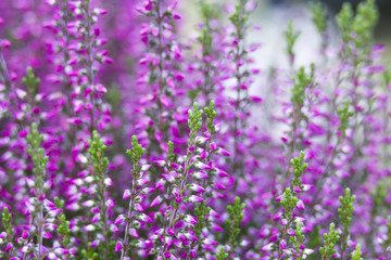 Autumn heather