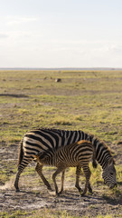 Obraz premium Zebra beim Säugen