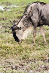 Gnu Profil