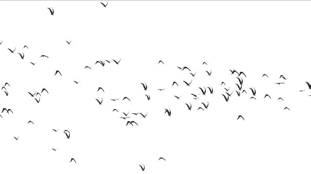 4k flock of pigeons birds fly over,migratory birds animal background.