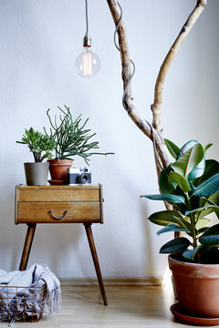 living room design vintage and modern mix with plenty of plants in sunny atmosphere