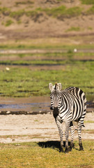 Obraz na płótnie Canvas Zebra Front