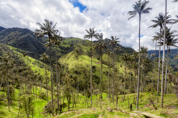 Fototapeta na wymiar Landscape view of a wax palm forest in Tolima, Colombia.