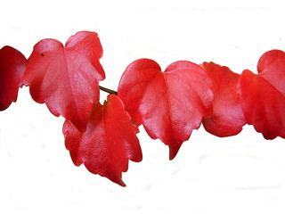 A close up of young Virginia Creeper leaves turned red in autumn - having an appearance of red...