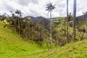 Fototapeta na wymiar Tall wax palms in pasture land in Tolima, Colombia.