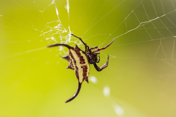 Spinne