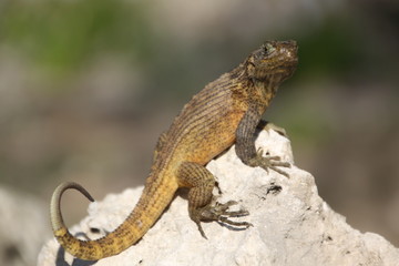 Iguane lézard cubain