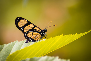 Fototapeta na wymiar buterfly