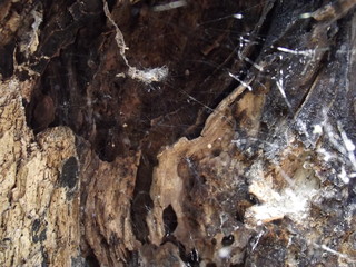 Wooden stump