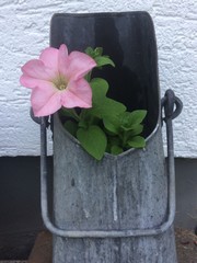 Petunie blüht in altem Kohleeimer