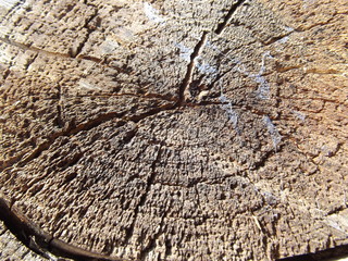 Wooden stump