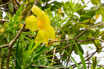 Bangkok Walker : 公園・池・散歩・散策