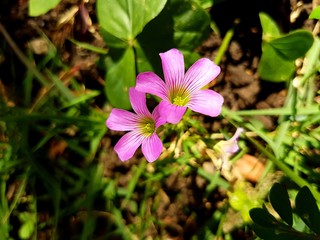 Fototapeta premium Flowers