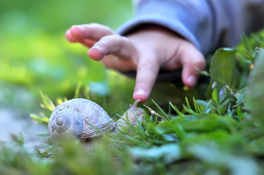Child's finger pointing on the snail. Image with selective focus