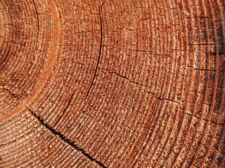 Naklejka premium Close-up shot of cut log 