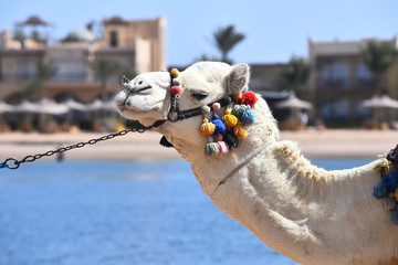 Camel decorated with pompons