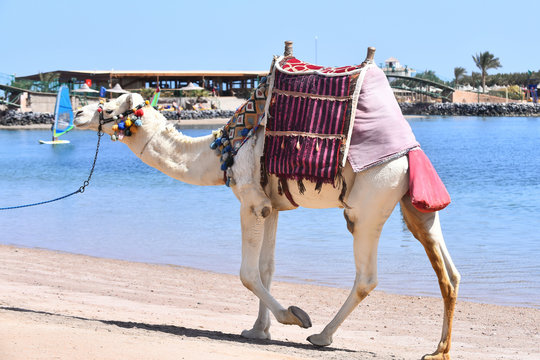 Camel walking along beach