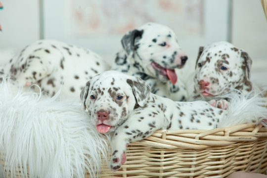 Dalmatian Puppy