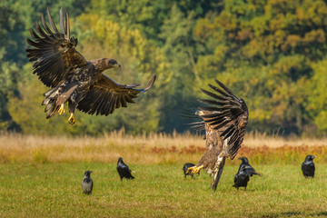Fototapeta premium Eagle sea attack (Haliaeetus albicilla) 