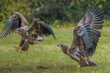 Eagle sea attack (Haliaeetus albicilla) 