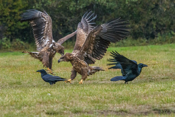 Eagle sea attack (Haliaeetus albicilla) 