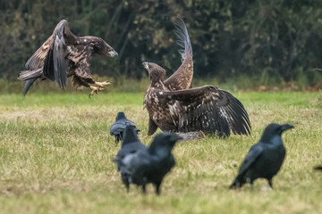 Eagle sea attack (Haliaeetus albicilla) 