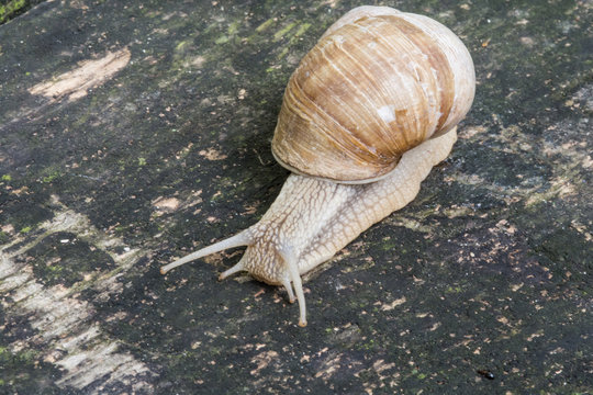 Snail on old wooden surface