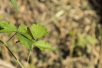 Libellules du Grésivaudan - Chartreuse - Isère.