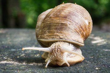 Snail on old wooden surface