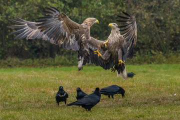 Eagle sea attack (Haliaeetus albicilla) 